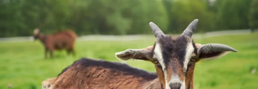 Goat Yoga