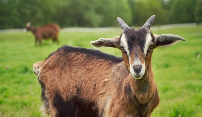 Goat Yoga