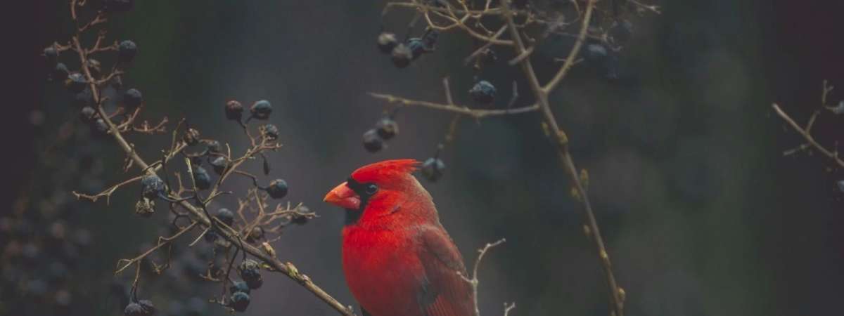 Unconventional Birding With Craft Ales