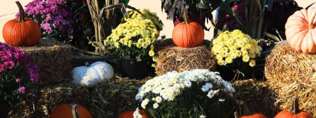 Fall-o-Ween Festival
