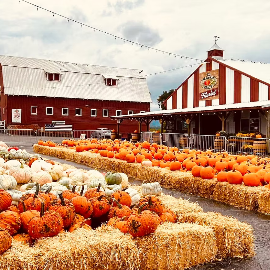 Pumpkin patch near Portland