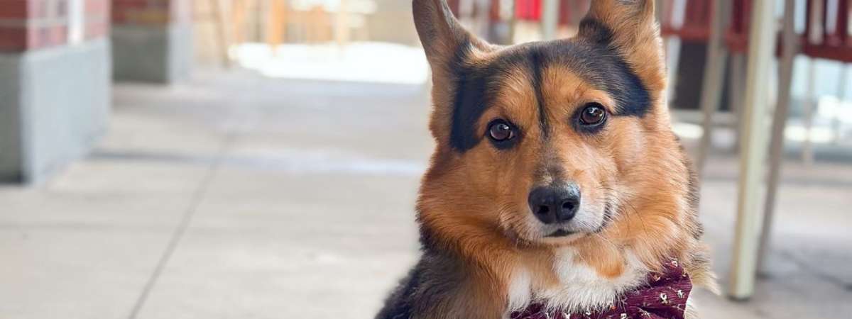 Yappy Hour at Hilton San Diego Gaslamp Quarter