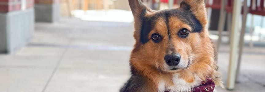 Yappy Hour at Hilton San Diego Gaslamp Quarter