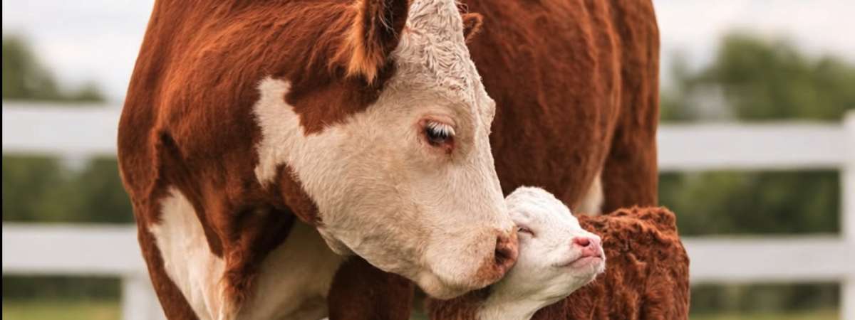 Better Life for Animals