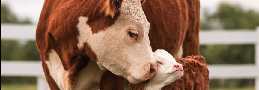 Better Life for Animals