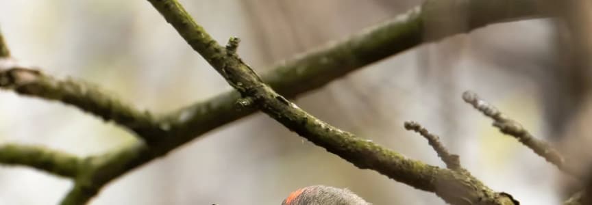 Humboldt Park Sunday Social Bird Walk