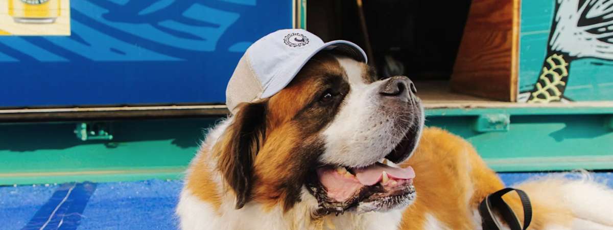 Barks and Brews