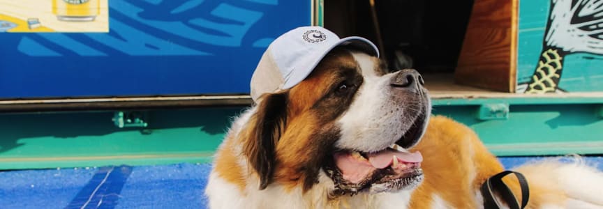 Barks and Brews