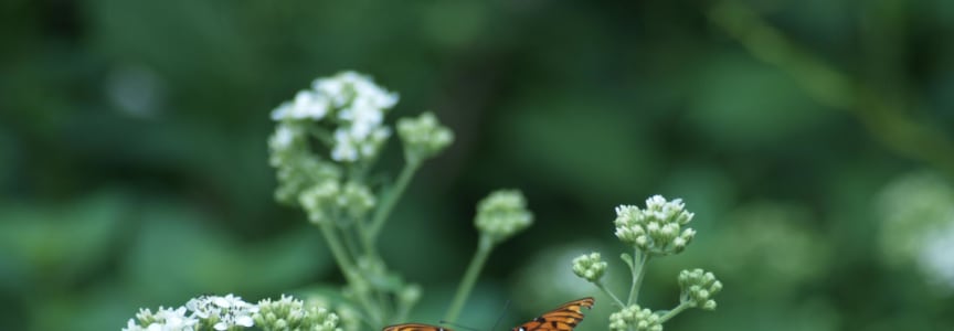 Jr. Naturalist: Blooms & Bugs