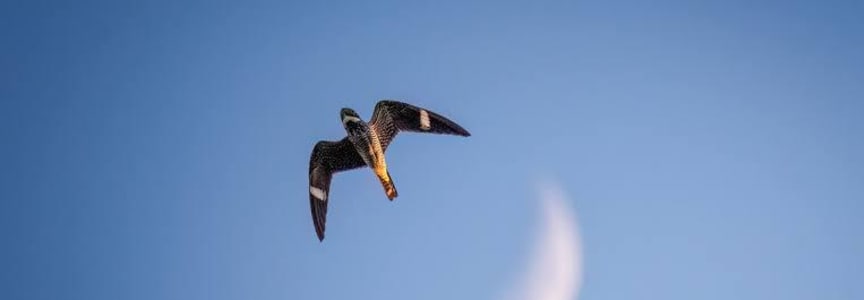 Evening Bird Walk