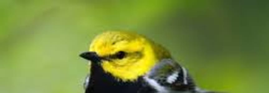 Fall Migration Bird Walk