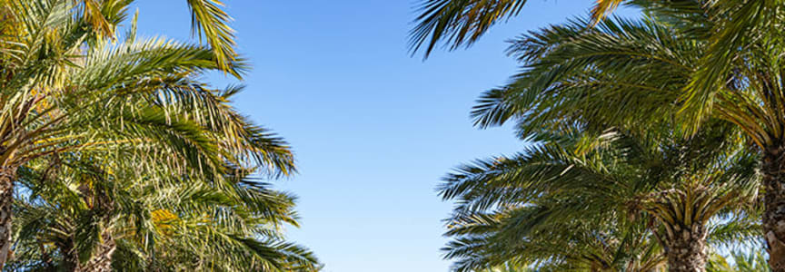Jazz Under the Palms