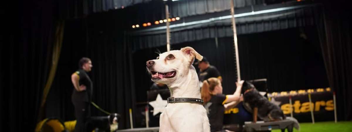 The Canine Stars Stunt Dog Show