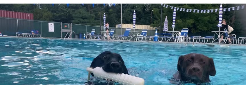 Swim with your dog at Paws in the Pool