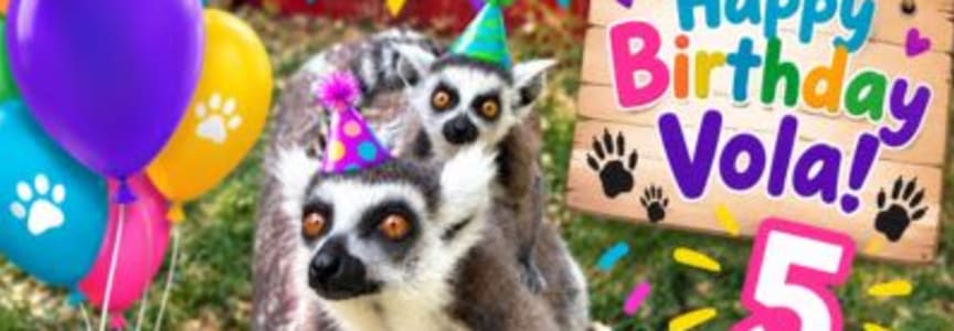 Lady Vola's 5th Birthday Celebration