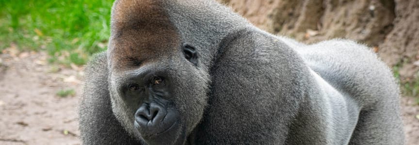 World Gorilla Day at Houston Zoo