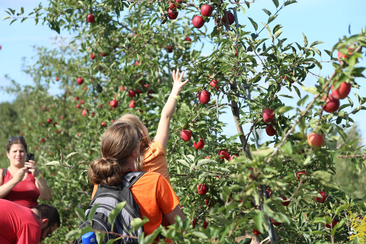 All Seasons Orchard