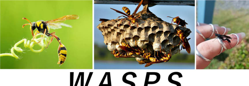 WASPS: The Beauty & Benefits