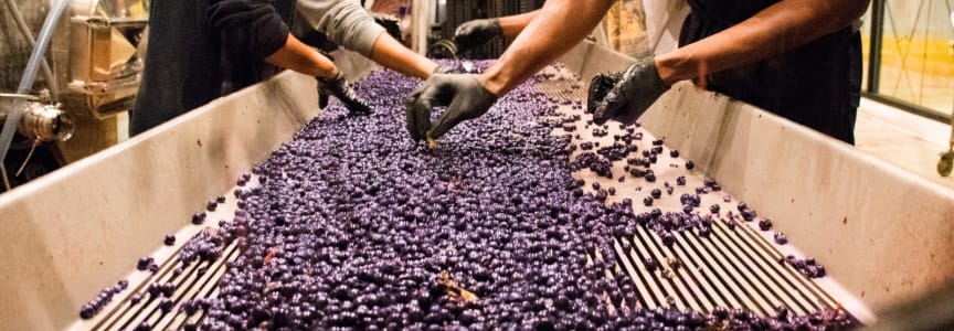 Crush Camp: Interactive Winemaking Experience