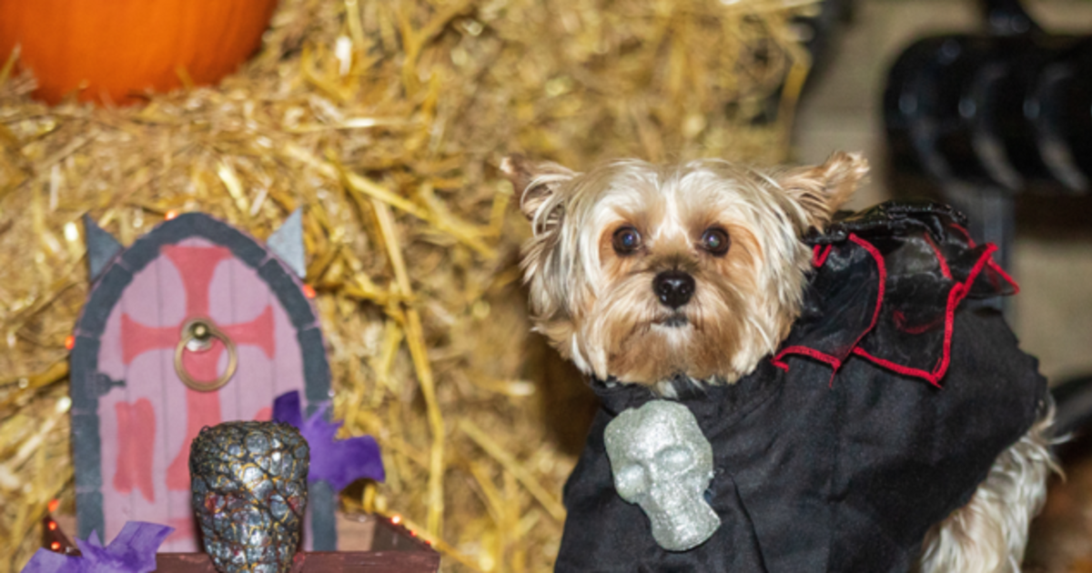 6th Annual Halloween Dog Costume Contest and Cupcake Truck