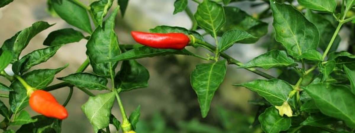 Chili Showdown