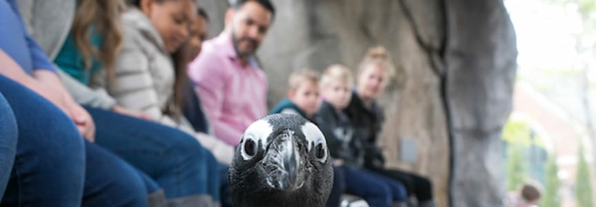 Malott Family Penguin Encounter
