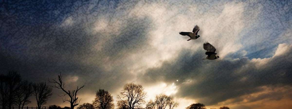 the little OPERA theatre of ny: Wuthering Heights – Tickets Now on Sale