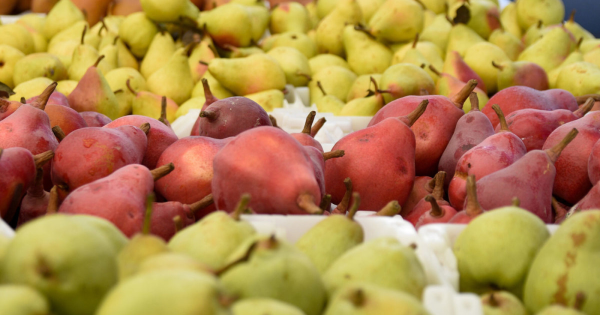 Fall Fruit Celebration