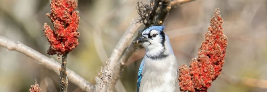 Beginner Birding at Horner Park