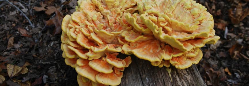 Jr. Naturalist: Fall Fungi