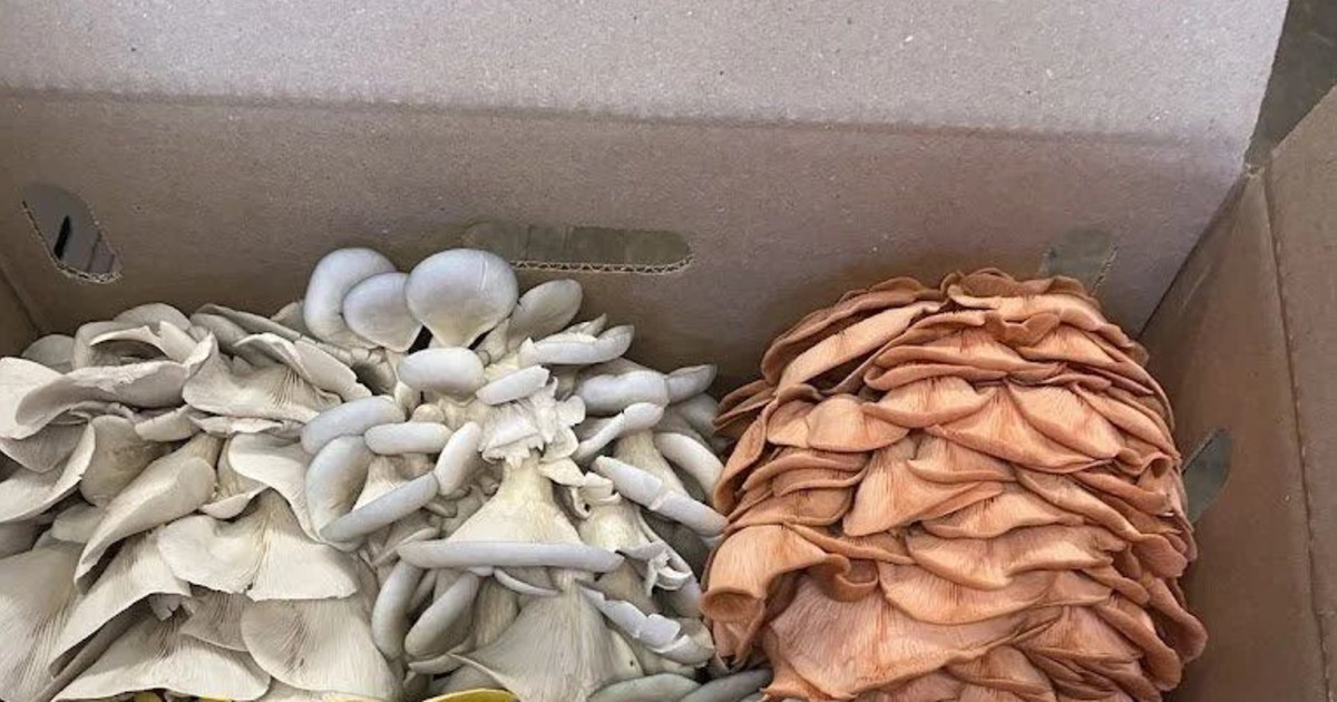 Bring a Friend Pasta and Mushrooms