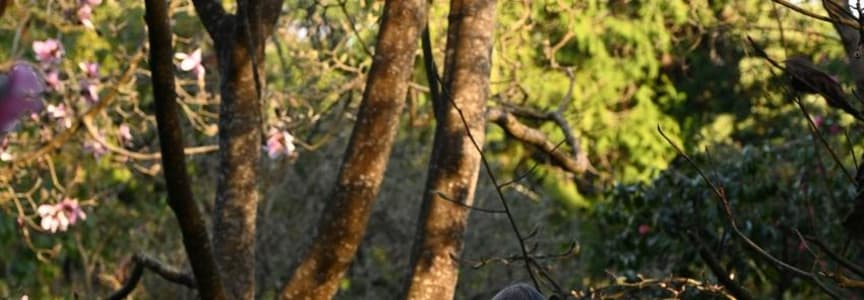 October Forest Bathing