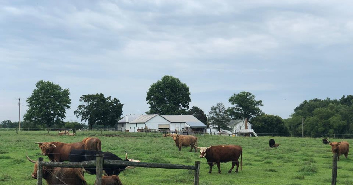 Zook, Putter, Casters in Nashville at Drkmttr