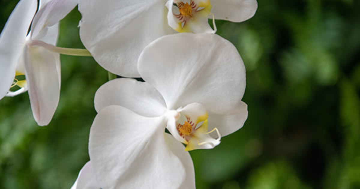 Orchids in the Mansion in Nashville at Cheekwood Estate & Gardens