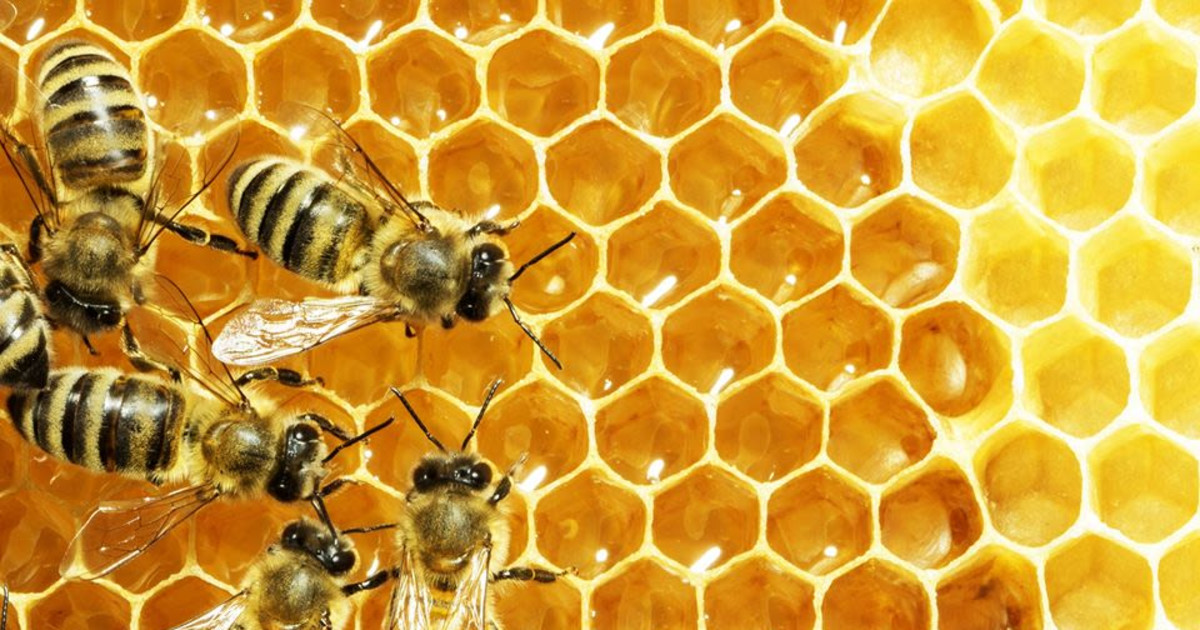 Bee Keeping 101 in Indianapolis at Avon Public Library