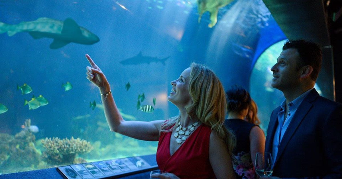 Valentine's Day After Hours at The Vancouver Aquarium in