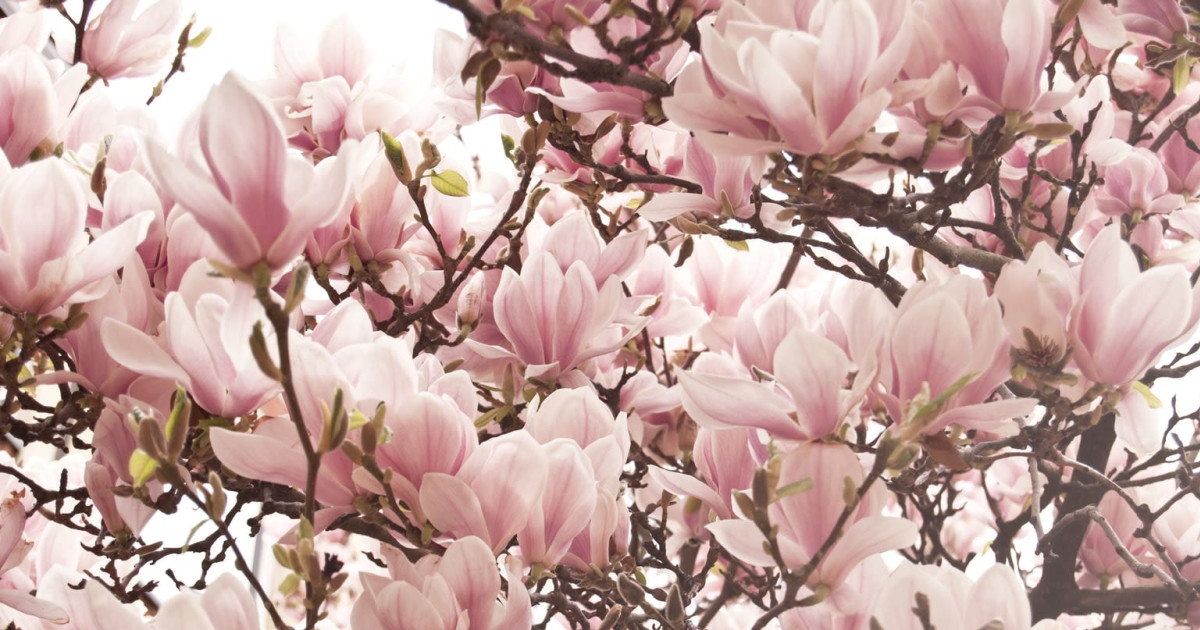 SF Annual Magnolia Bloom in San Francisco at San Francisco