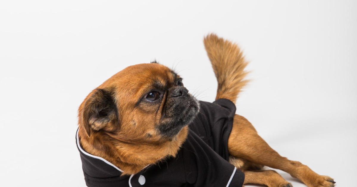 BFF Doggy Fashion Show benefiting Emancipet! 1 MAR 2020