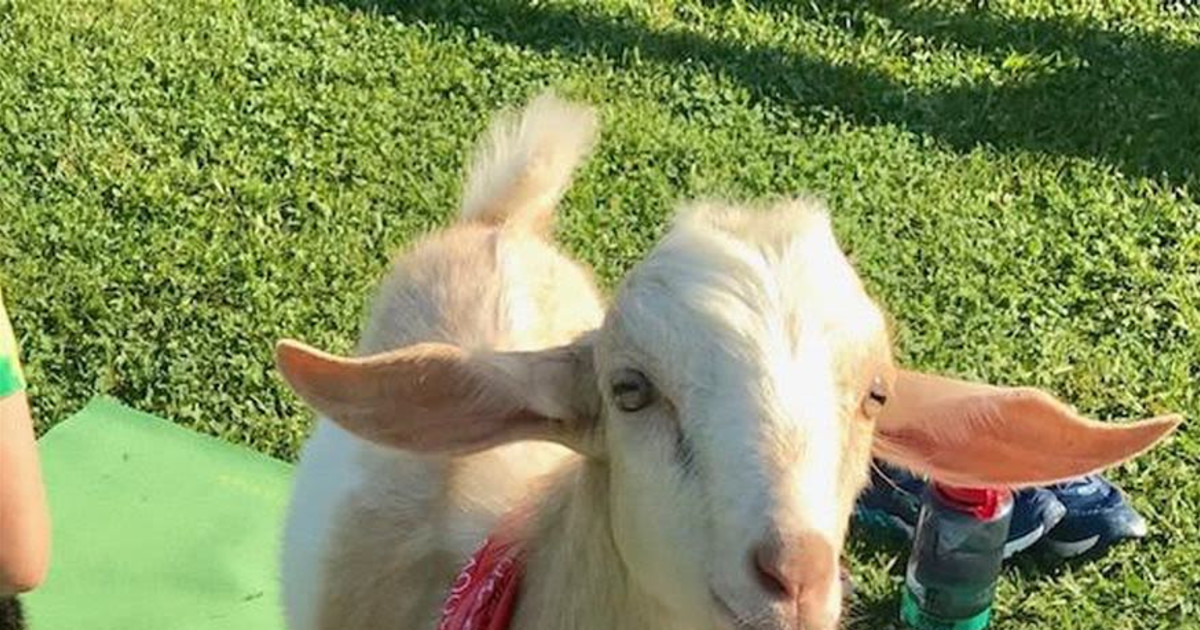 Goat Yoga Nashville Easter Goat Yoga Bunny Yoga 10 Apr 2020