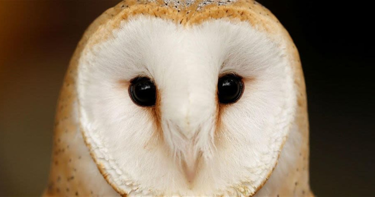 The Future of Birds - Viff