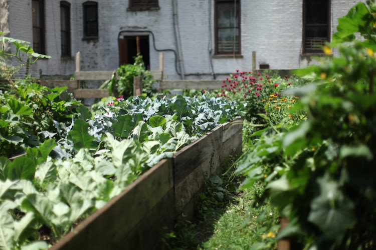 NYC Community Gardens