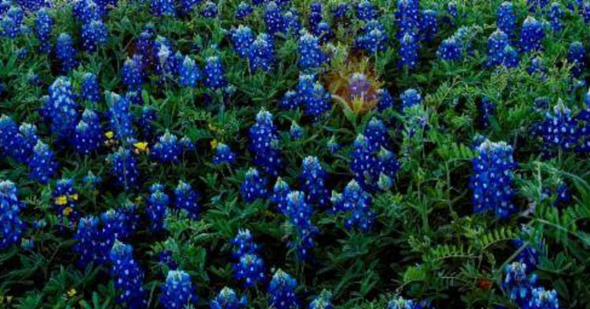 Texas Bluebonnet Festival 2022