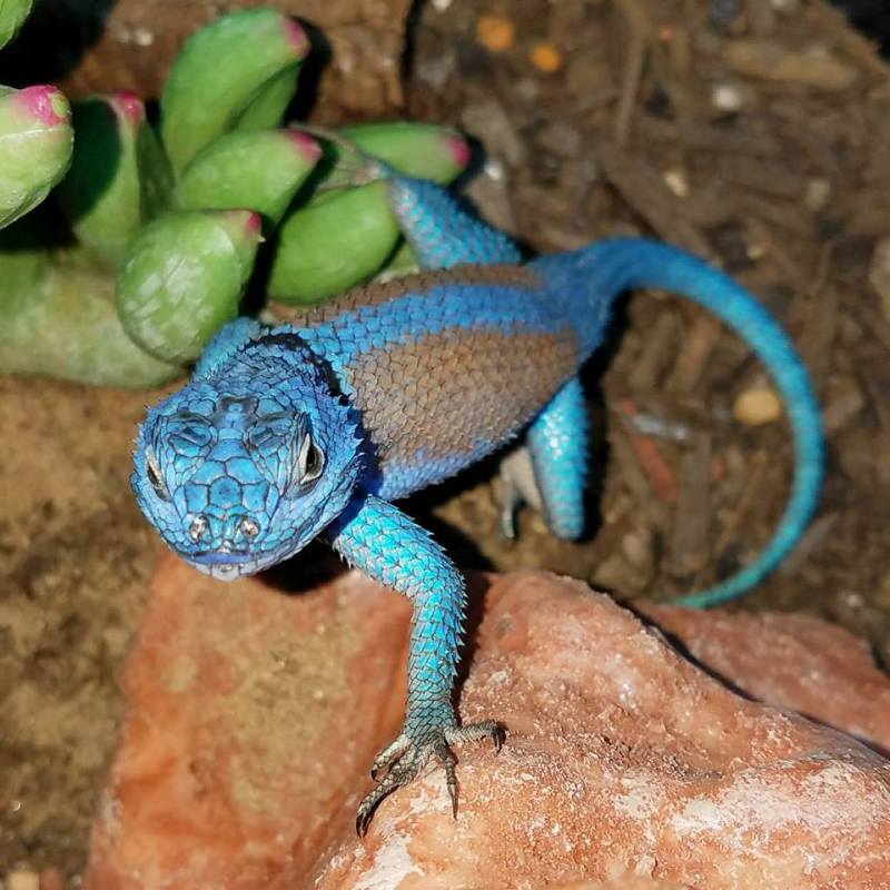 buy exotic reptiles