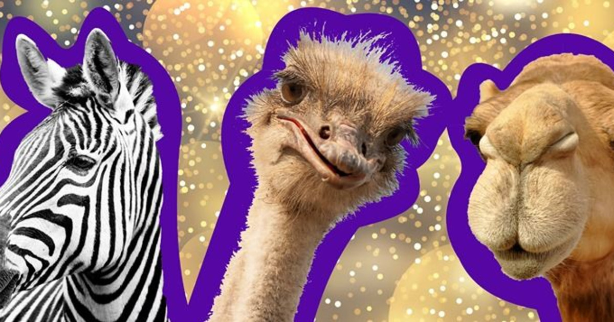 Camel Ostrich And Zebra Racing In San Antonio At Retama Park