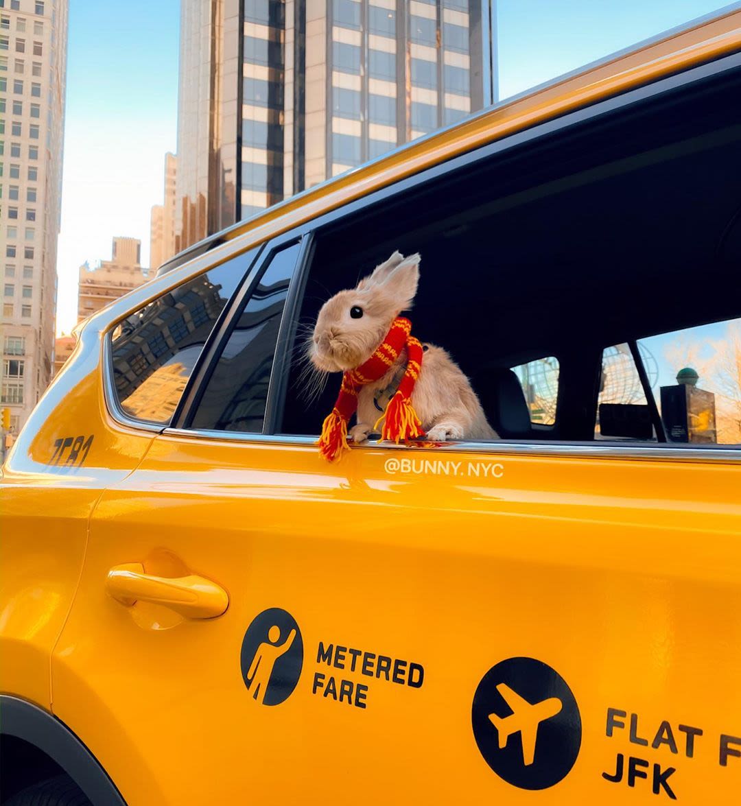 Top 15 NYC Pet Accounts