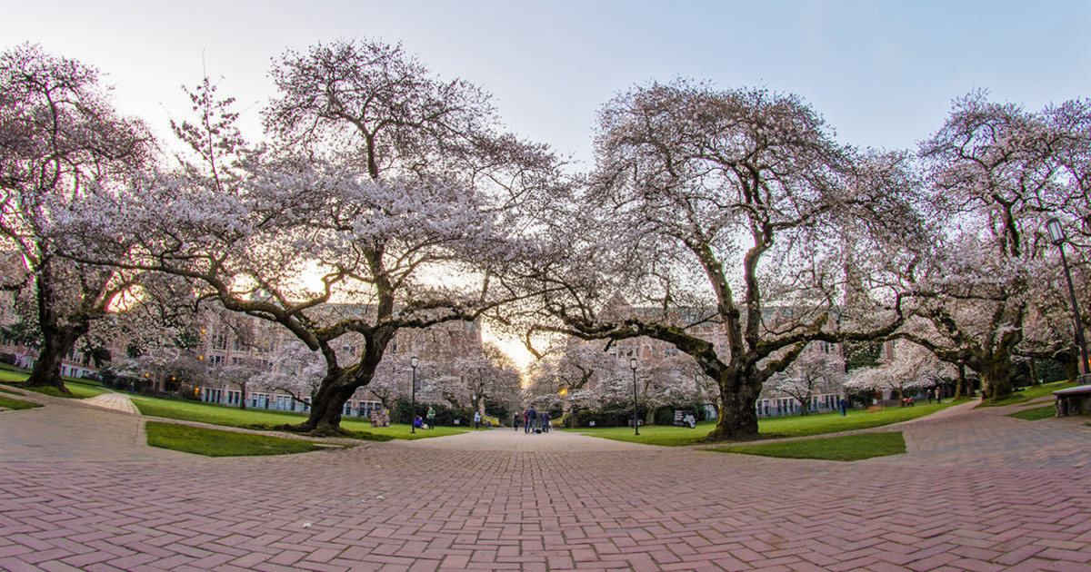 UW Cherry Blossom Cam in Seattle at DoStuffAtHome
