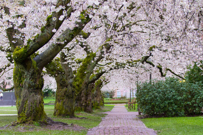 UW Cherry Blossom Cam in Seattle at DoStuffAtHome