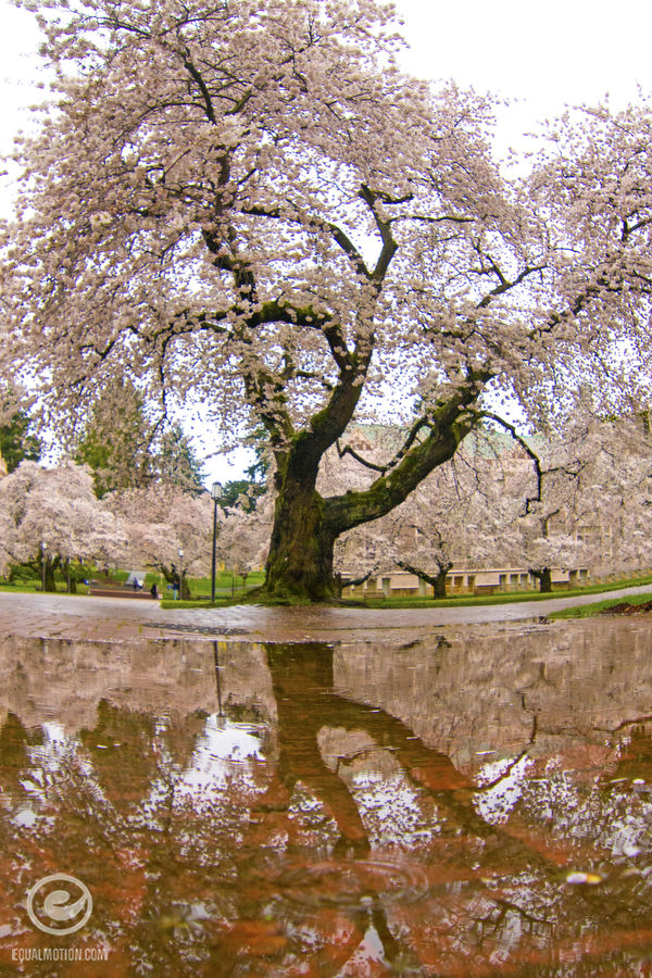 15 Photos Of The UW Cherry Blossoms