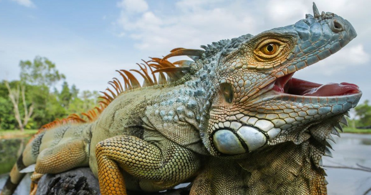 Meet the Reptiles in Austin at Online