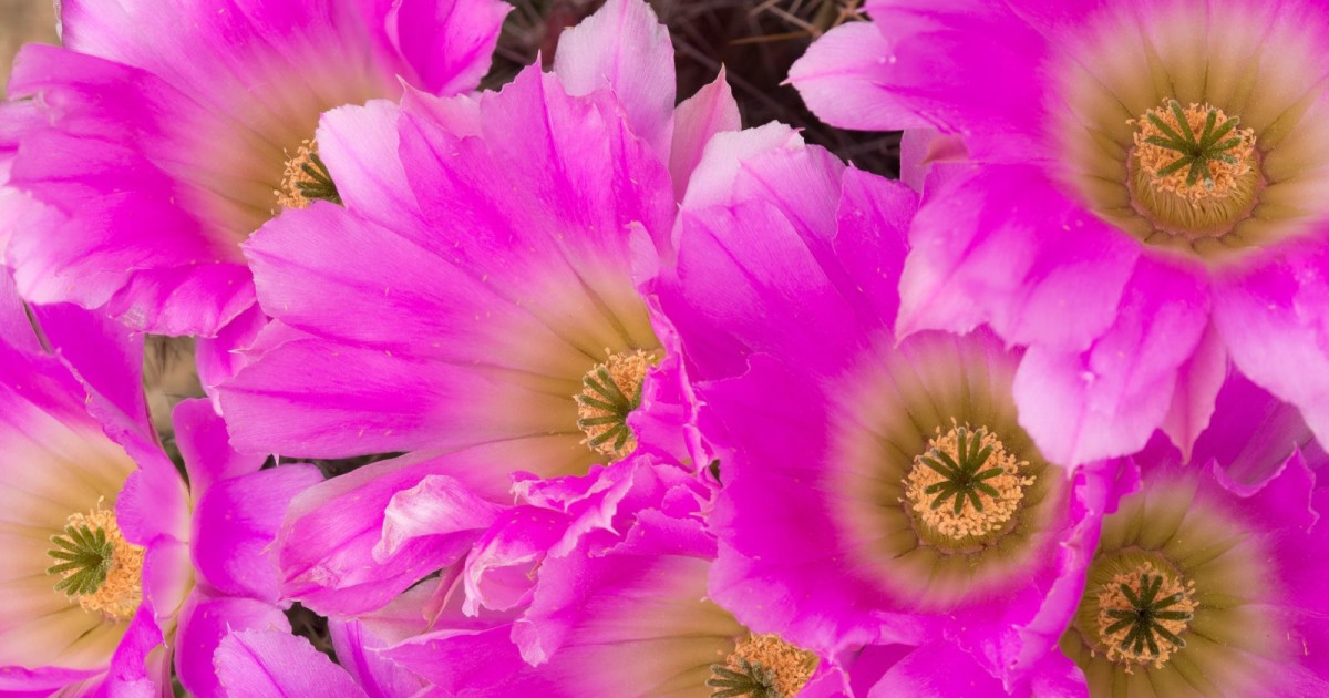 National Wildflower Week in Austin at Lady Bird Johnson